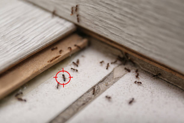 Best Bed Bug Extermination  in Lincoln Beach, OR